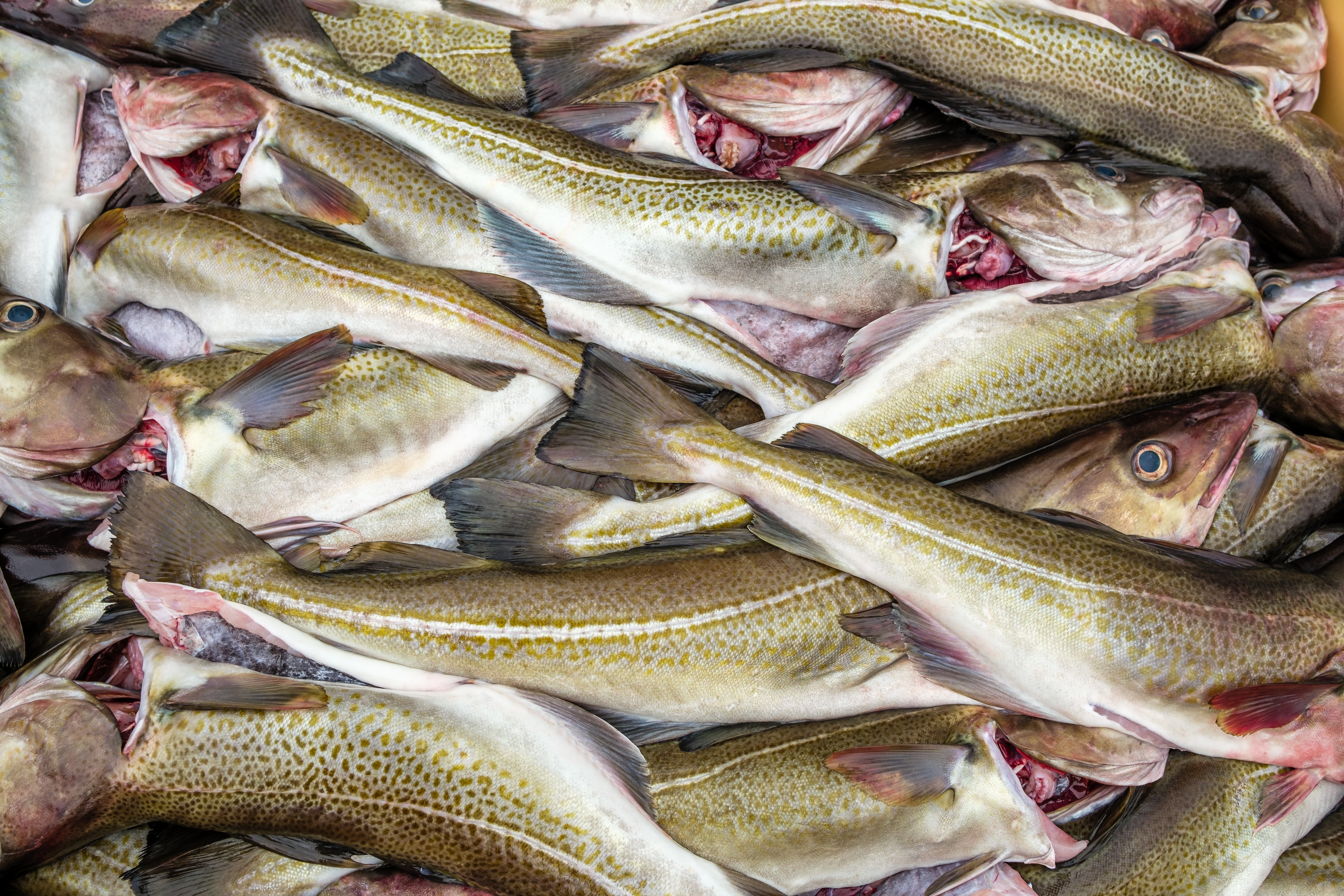 Icelandic cod from Brim